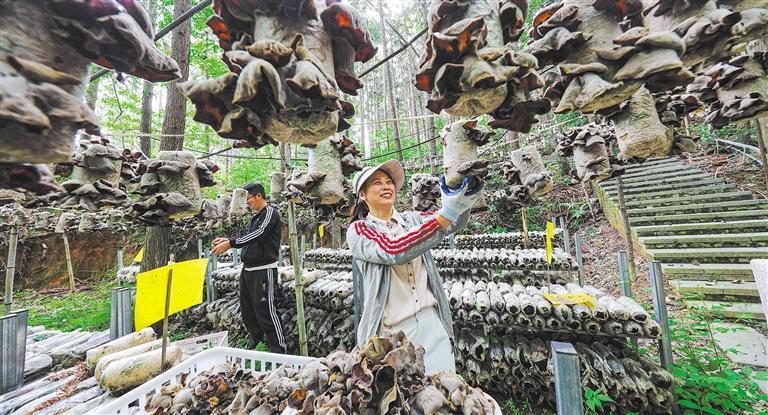 量发展产业调研】林下生金不朽情缘正规网站【高质